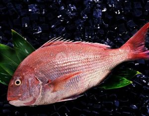 真鲷鱼是深海鱼吗_深海珍鲷真鲷鱼，近海美味佳肴