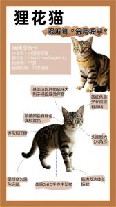 猫属于什么界门纲目科属种_野性基因占99%的不完全家畜？