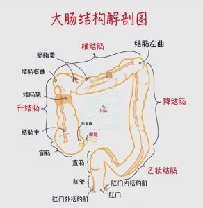 肥肠节子是什么部位_爽滑多汁的特色小吃