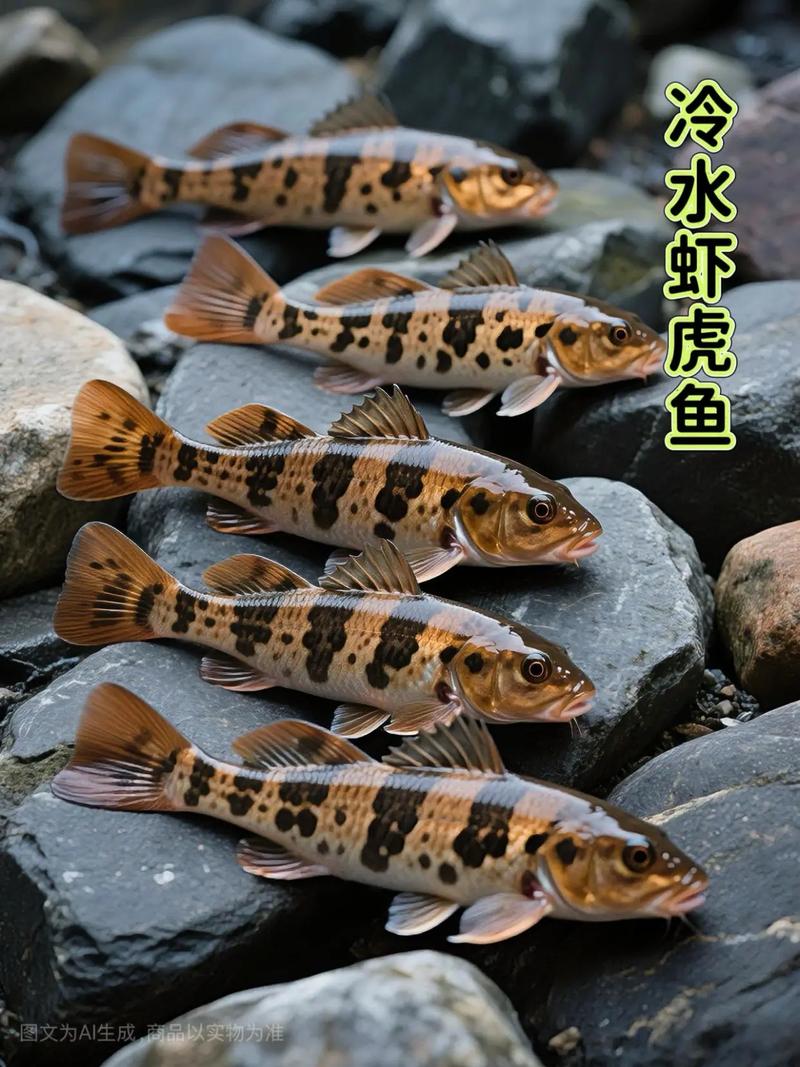 虾虎鱼是冷水鱼吗_虾虎鱼喜温暖水流，养好看养好活
