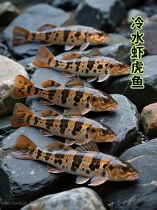 虾虎鱼是冷水鱼吗_虾虎鱼喜温暖水流，养好看养好活