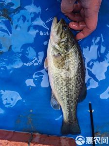 加州鲈鱼是冷水鱼吗_加州鲈鱼温水鱼，喜高温好水质