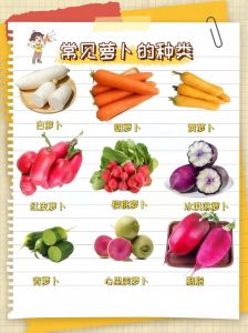萝卜和胡萝卜为什么类_萝卜胡萝卜是两种蔬菜
