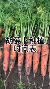 一月份可以种胡萝卜吗_大棚地膜春播胡萝卜技巧