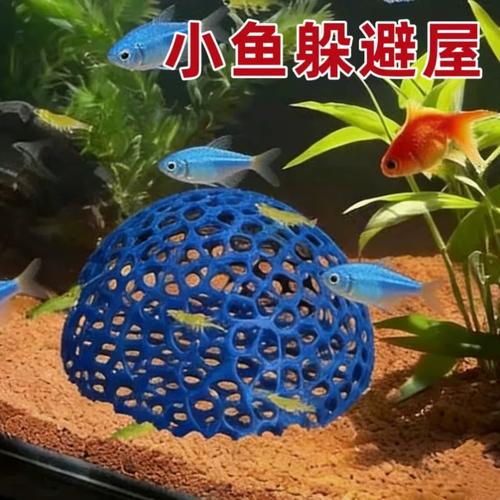 孔雀鱼吃黑壳虾吗_孔雀鱼黑壳虾混养技巧与注意事项