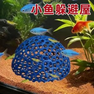 孔雀鱼吃黑壳虾吗_孔雀鱼黑壳虾混养技巧与注意事项