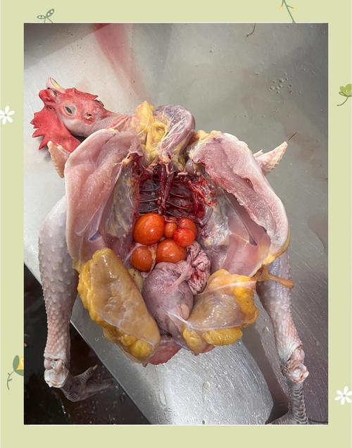 鸡储存食物的器官叫什么_鸡嗉囊功能与常见问题 鸡储存食物的器官叫什么_鸡嗉囊功能与常见问题