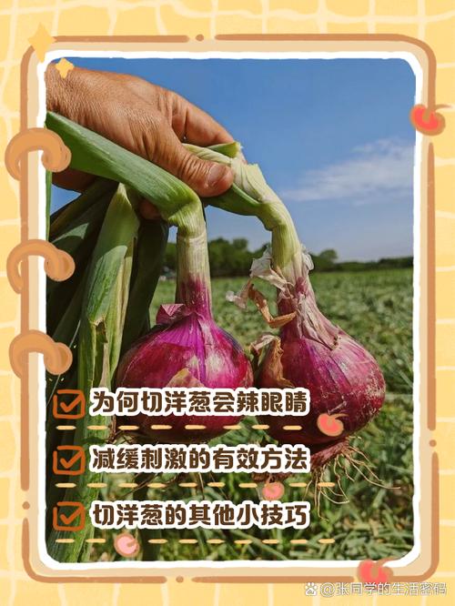 切圆葱怎么才能不辣眼睛_切洋葱不辣眼？试试这几招！
