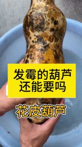 干葫芦都黄了怎么去皮图解_晒脆温水泡，竹片轻刮黄葫芦，小苏打去酸，核桃油保养亮