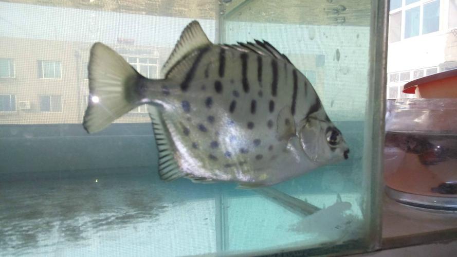 银鼓鱼是深海鱼吗_东海银鼓鱼，浅海捕食者