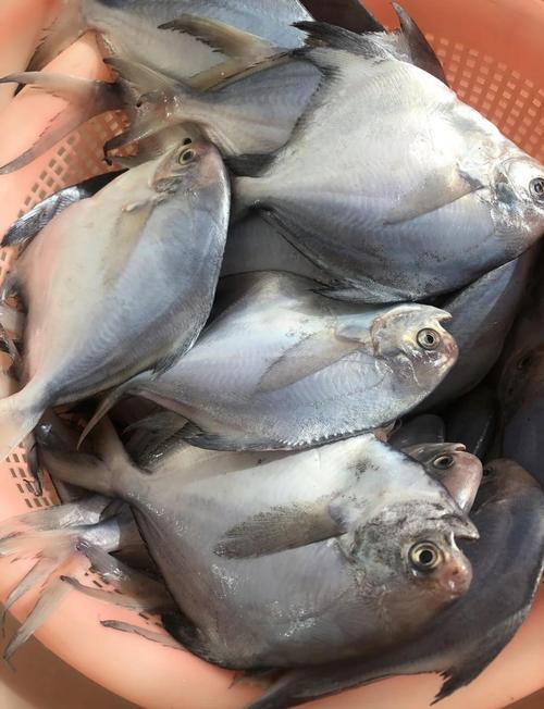 白鲳鱼和银鲳鱼一样吗_大小口感和养殖 白鲳鱼和银鲳鱼一样吗_大小口感和养殖