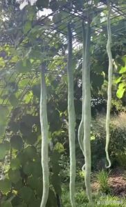 跟黄瓜很像的叫什么瓜_荷兰瓜羊角蜜油瓜菜瓜等，各有特色！