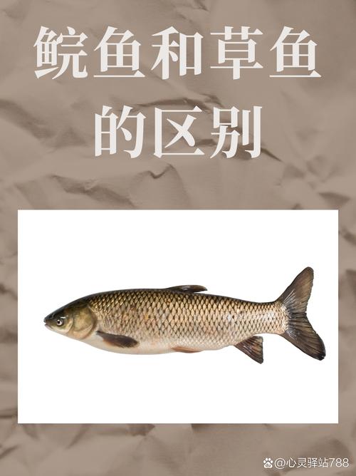 青鱼和草鱼的对比图_青鱼草鱼怎么选?吃法养殖有啥不同? 青鱼和草鱼的对比图_青鱼草鱼怎么选?吃法养殖有啥不同?