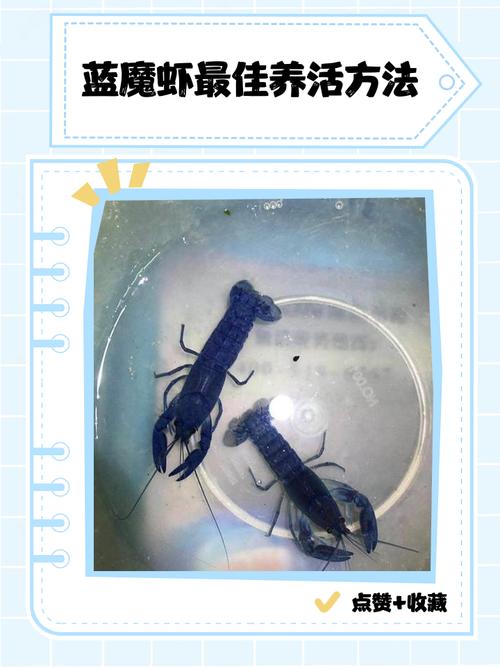 天空蓝魔虾能深水养吗_养天空蓝魔虾水深水质关键 天空蓝魔虾能深水养吗_养天空蓝魔虾水深水质关键