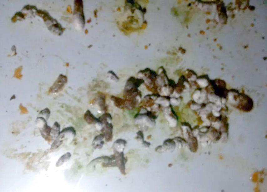 鸸鹋雏鸟粪便照片图解_肉油皮蛋价值高，成特色产业