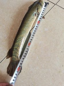 雷龙是不是冷水鱼_养雷龙鱼，水温24-28度，喂活食，水质要好