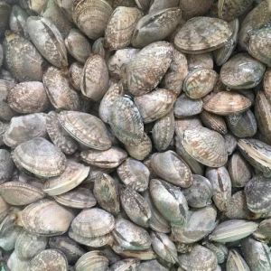 花甲蛤蜊是一个吗_营养美味海鲜