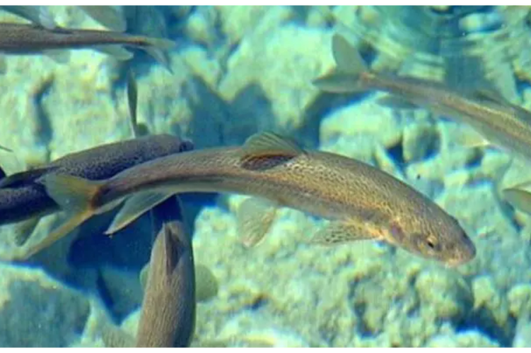 裸鲤和鲤鱼有什么区别_裸鲤鲤鱼怎么分?钓吃有啥不同? 裸鲤和鲤鱼有什么区别_裸鲤鲤鱼怎么分?钓吃有啥不同?