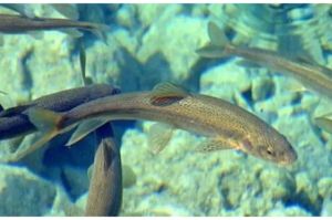 裸鲤和鲤鱼有什么区别_裸鲤鲤鱼怎么分？钓吃有啥不同？