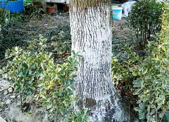 树上的白漆弄到衣服上怎么洗掉_衣服沾白漆?洗洁精清水洗! 树上的白漆弄到衣服上怎么洗掉_衣服沾白漆?洗洁精清水洗!