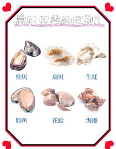 毛贝和扇贝有什么区别_毛贝和扇贝有何不同？