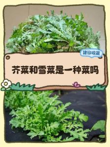 雪菜和咸菜的区别_雪菜咸菜有啥区别？