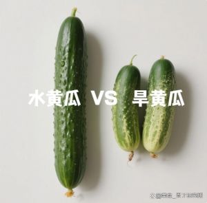 跟黄瓜相似的一种瓜叫什么瓜_南方特色菜，产量高营养好