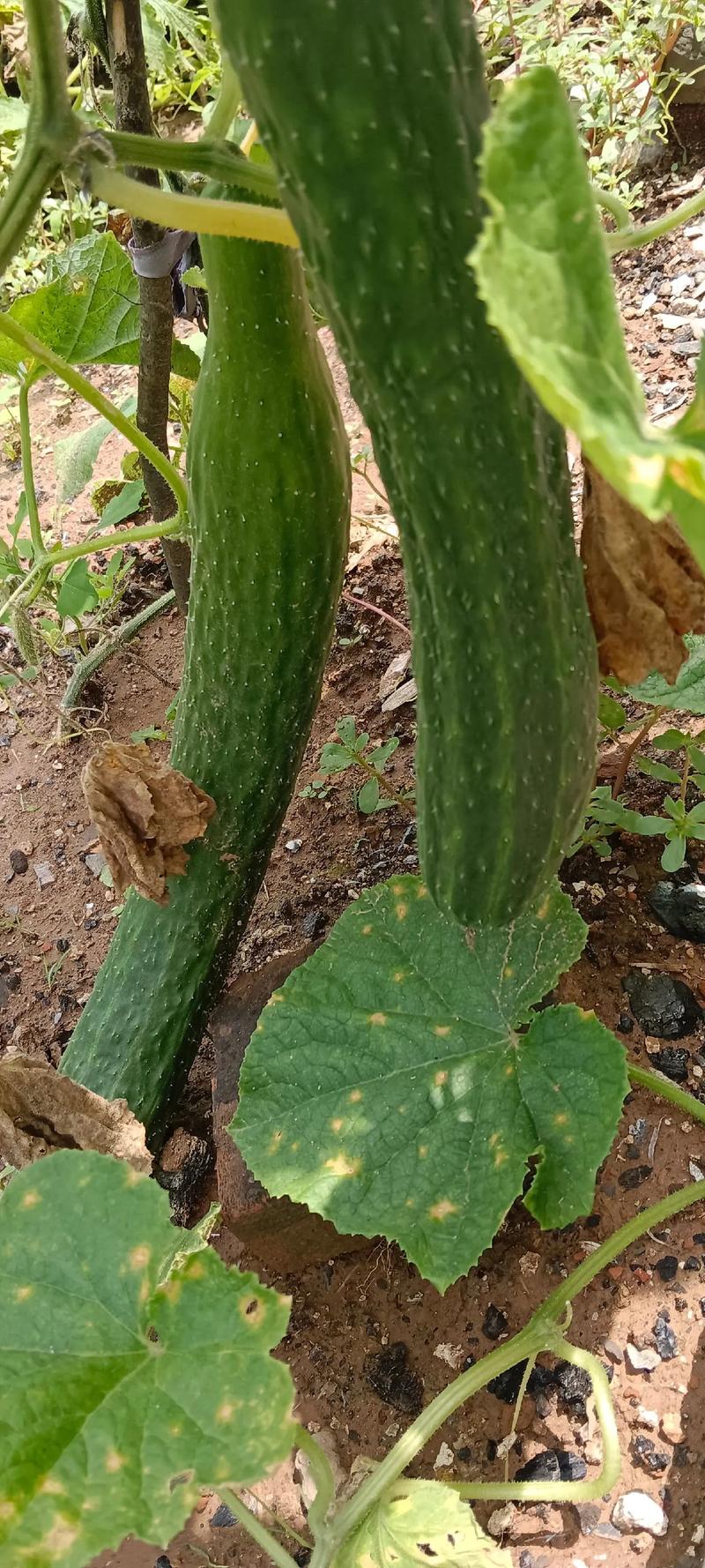 特别粗的黄瓜叫什么_粗黄瓜多种叫法，口感清爽，凉拌腌制皆宜