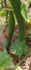 特别粗的黄瓜叫什么_粗黄瓜多种叫法，口感清爽，凉拌腌制皆宜