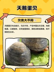 天鹅蛋是什么海鲜_深海的珍品贝类，美味不贵