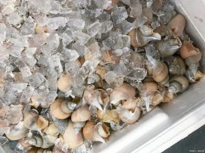 冷冻扇贝肉怎么清洗_冷冻扇贝解冻清洗去腥做法