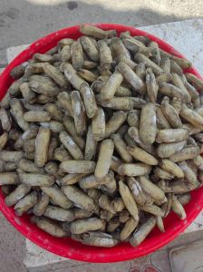 海鲜有一个叫什么子_贝壳形状各异，海鲜密码，产地水土定风味，活鲜烹饪更鲜美！