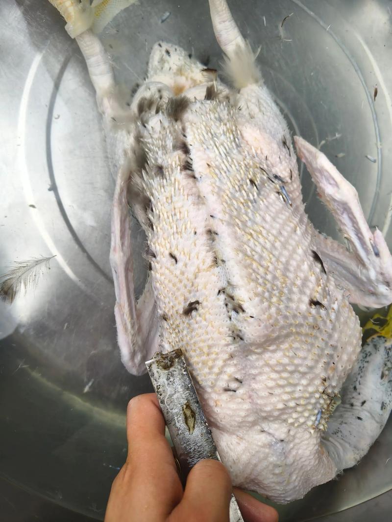 鸭子拔毛的时候羽管怎么去除_干拔快湿拔好，拔前浸泡烫，顺序检查清理