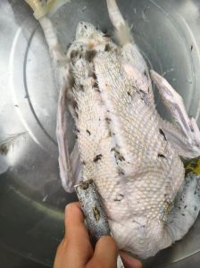 鸭子拔毛的时候羽管怎么去除_干拔快湿拔好，拔前浸泡烫，顺序检查清理