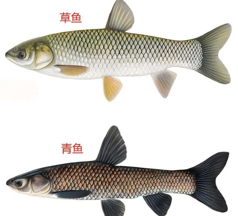 青鱼和草鱼的对比图_青鱼草鱼怎么选?吃法养殖有啥不同? 青鱼和草鱼的对比图_青鱼草鱼怎么选?吃法养殖有啥不同?