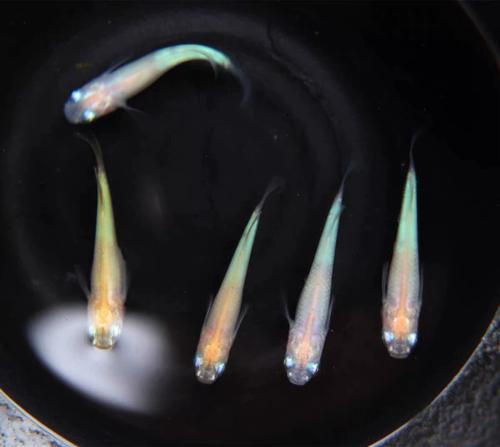 观背青鳉是冷水鱼吗_日本小热带鱼观背青鳉水温和养护