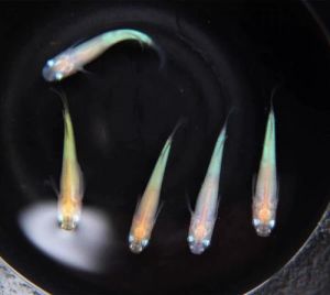 观背青鳉是冷水鱼吗_日本小热带鱼观背青鳉水温和养护