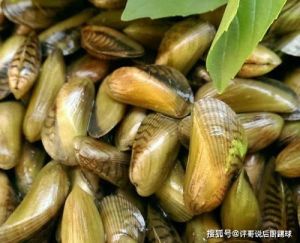 长在河里像海瓜子一样的是什么_南方美味，清洗烹饪有讲究