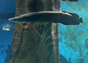 巨骨舌鱼容易养活吗_大缸温控，肉食难养需注意