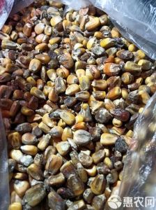 玉米变质了是什么样子_玉米发霉变色发软？赶紧扔掉别吃！