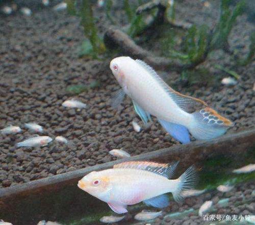 红肚凤凰鱼吃黑壳虾吗_红肚凤凰鱼与黑壳虾混养指南 红肚凤凰鱼吃黑壳虾吗_红肚凤凰鱼与黑壳虾混养指南