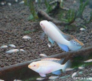 红肚凤凰鱼吃黑壳虾吗_红肚凤凰鱼与黑壳虾混养指南