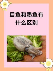 乌贼与墨鱼的区别_乌贼墨鱼有啥不同？