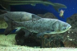 胡子鱼和钳鱼有什么区别_钳鱼和鲶鱼怎么区分？