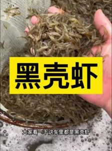 养黑壳虾需要什么条件_黑壳虾养水要求高，适宜温度20-28℃，混养注意选择