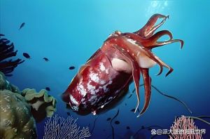 墨鱼也叫乌贼吗_墨鱼乌贼别混淆，海味药效都出名