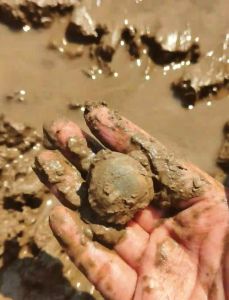 海边挖的蛤蜊怎么吐沙_蛤蜊去沙妙招，美味不吐沙