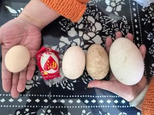 鹅蛋鸡鸭蛋区别_大小营养口感怎么选？