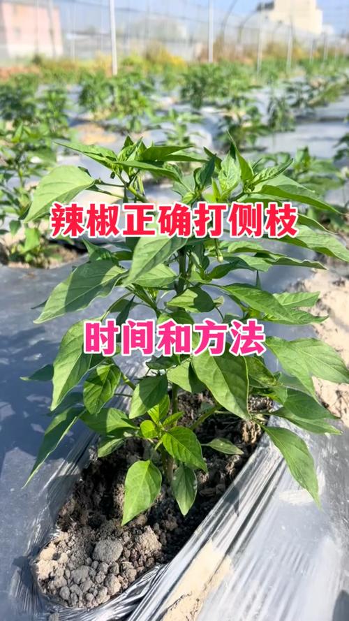 青椒树要去除多余的树杈吗_辣椒修剪很重要,养好植株多结果 青椒树要去除多余的树杈吗_辣椒修剪很重要,养好植株多结果