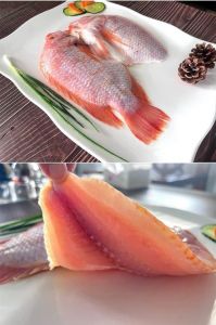 红鲷鱼是罗非鱼吗_红鲷鱼与罗非鱼的区别